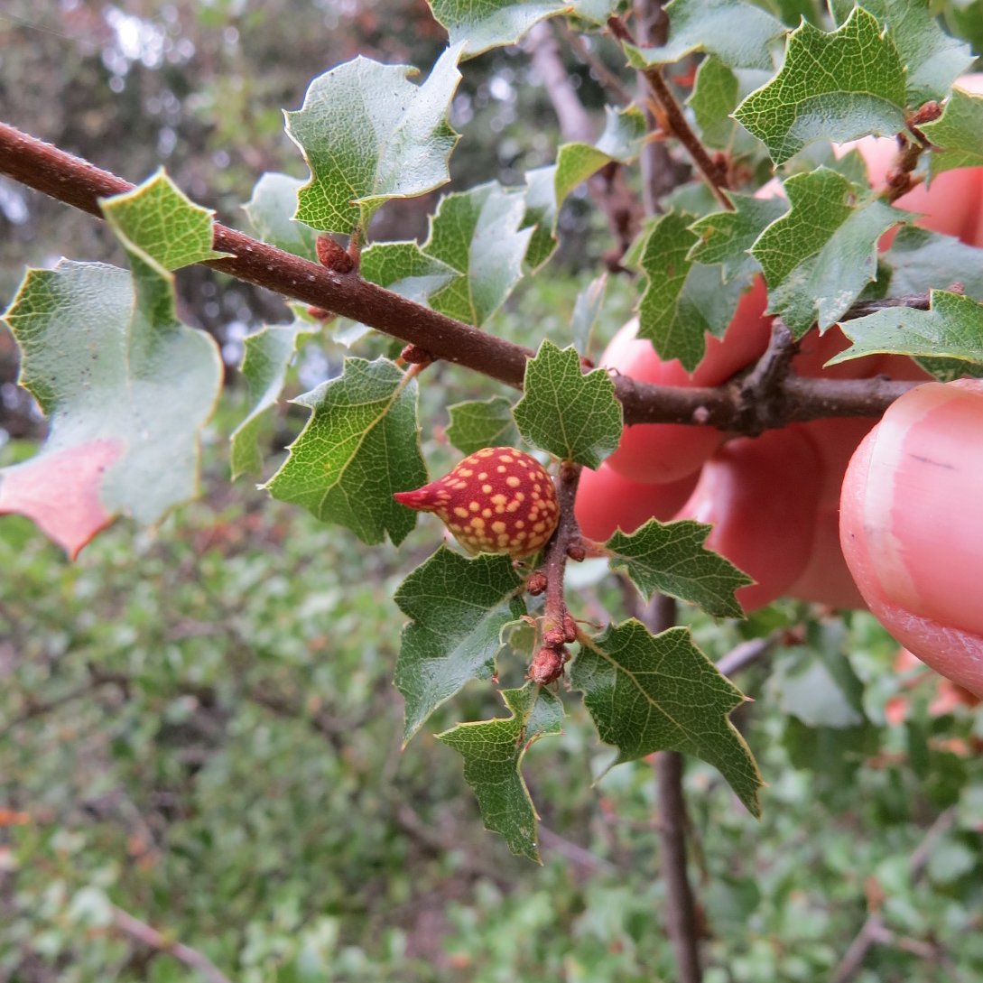 Hidden Villa tweet media