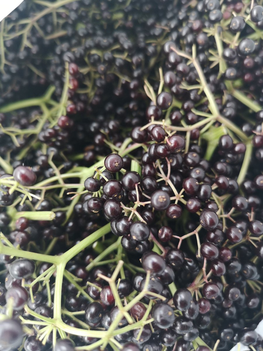BirnamPork's tweet photo. @JohnONeil54 you better start saving those dollars! Due to all the rain my #elderberries are nice and plumb and ripening well. They'll turn into nice pies for the Brooke Alvinston Inwood Fall Fair @LHSCCanada children's hospital #pieauction! https://t.co/KzSbNjmJLL