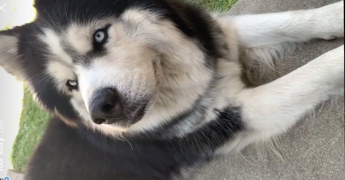 _SimplyGigi_'s tweet photo. Happy #InternationalDogDay to my little cuddle loving, mean muggin’, tantrum throwing fur baby 💙 https://t.co/Wprmz4ugkf