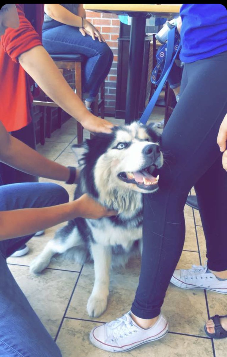 _SimplyGigi_'s tweet photo. Happy #InternationalDogDay to my little cuddle loving, mean muggin’, tantrum throwing fur baby 💙 https://t.co/Wprmz4ugkf