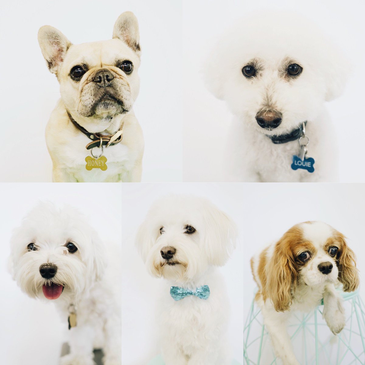 Sampler for Business tweet media