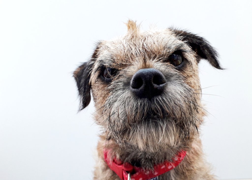 misheleneous's tweet photo. @Metro_Bank Heidi is a natural born poser with all the necessary intensity & focus required! ๐ณ
#MBPuptography #NationalDogDay #photo #comp https://t.co/j0g55rxBuR