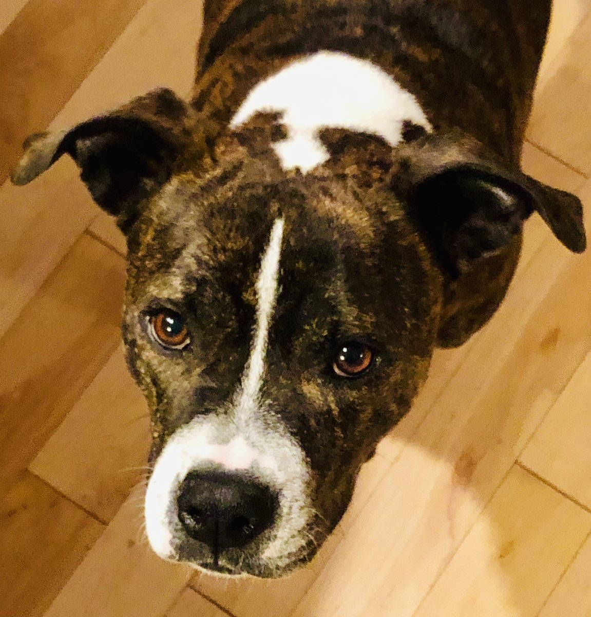 LisaMcC333's tweet photo. Life is better with our girl๐๐ถ#NationalDogDay2019 #LilliBean https://t.co/35iMosJlnO