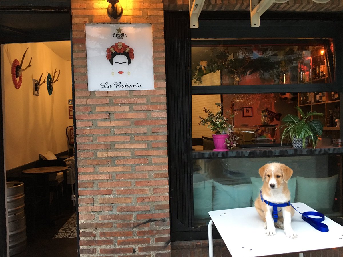 carla11p's tweet photo. Hola estoy enamorada de mi nuevo perro ❤️🥺 https://t.co/pBezhLHVQK