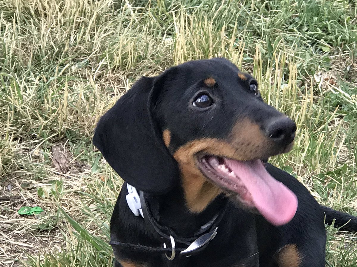 Feliz día Koke !!!#DiaInternacionaldelperro