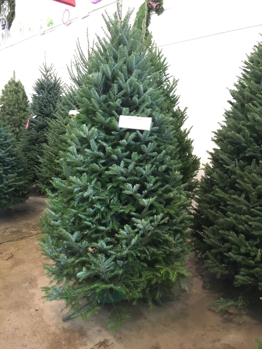 YOU ARE ALL GOOD TREES, YES YOU ARE