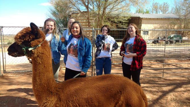 WindrushAlpacas's tweet photo. Alpaca Facts: When most people think of therapy animals they imagine dogs, but therapy alpacas are growing in popularity at hospitals, healthcare facilities and retirement homes around the world. See how happy they make our visitors? #windrushalpacas #alpacafarms https://t.co/mHsN65fWUW