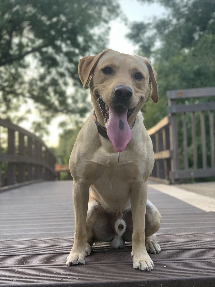 RosieCripps_'s tweet photo. Thought I was taking a nice photo of my dog... turns out it went incredibly wrong #helloballs https://t.co/aizefpmbcd