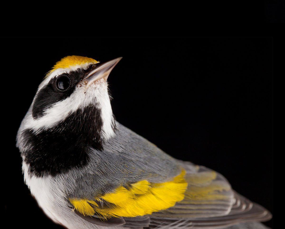 davetoews's tweet photo. A union of genome resequencing and migration tracking in Vermivora warblers pinpoints the gene VPS13A. Open Access @PNASNews 
https://t.co/AoWpJmmu3j
📸 by Sean Graesser AKA @gourmetbiologist
cc: @PSUScience @PennStateBio @CornellBirds  @Dr_Scott_Taylor @HStreby @gunnar_kramer https://t.co/JBNbcqCfVe