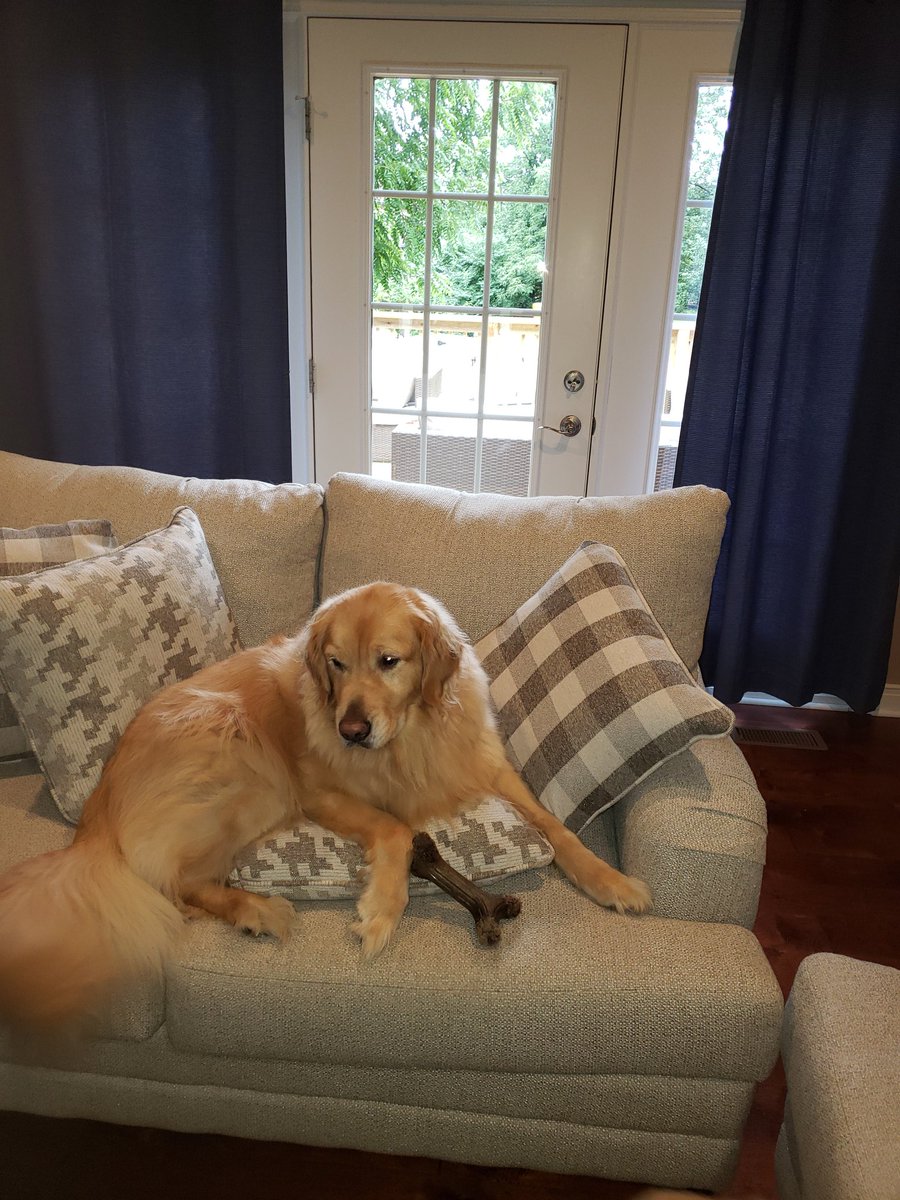 TailsFluff's tweet photo. "Queen Tut on her pillow perch". - Girl. https://t.co/UFYhNrYe4V