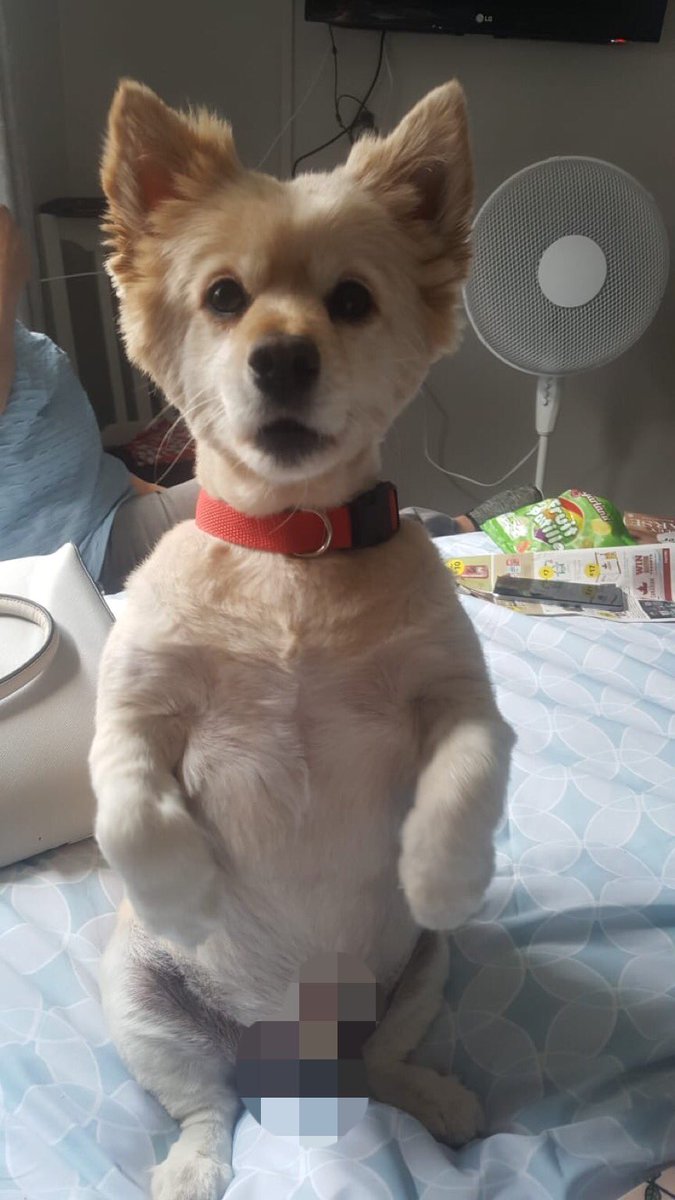 Ireadthatwrong's tweet photo. @dog_rates Obi..obi dog kenobi #InternationalDogDay #starwars https://t.co/hNdGTzNM6R
