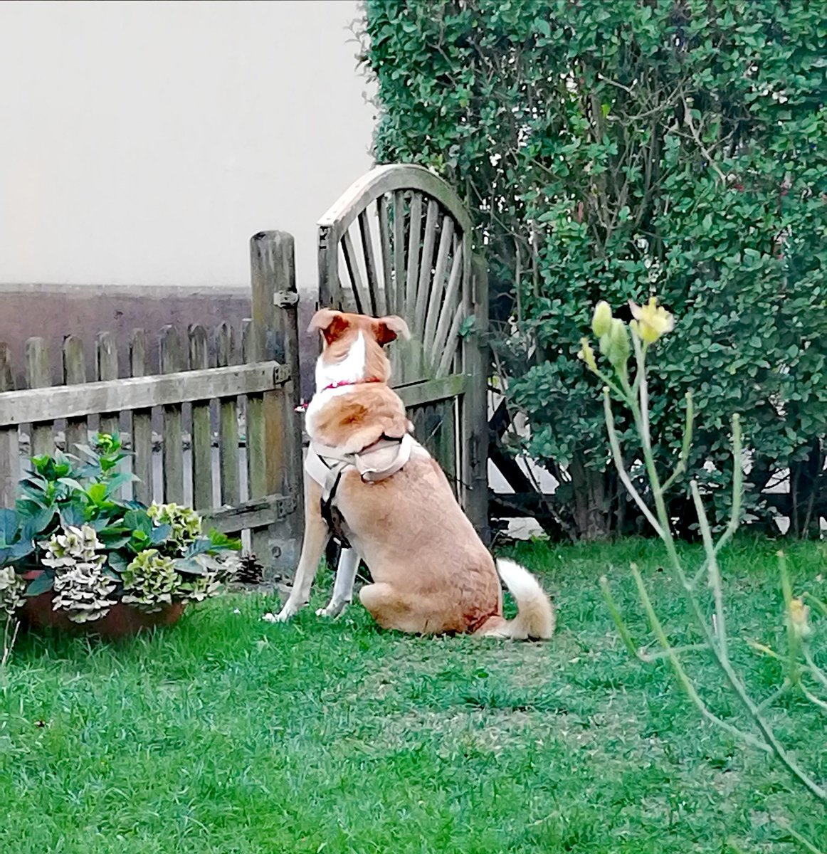 Abends am Gartenzaun... Immer alles im Blick. 👾