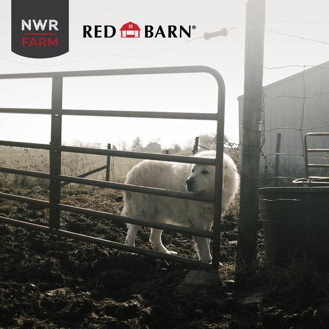 RedBarnMats's tweet photo. A loyal friend on the farm is easy to come by. #nationaldogday #🐶#🐕 
.
.
.
#dog #dogs #mansbestfriend #puppy #friends #love #family #pets #bhfyp #farm #farmlife #nwrfarm #redbarn #barn #rubber #stallmats #flooring https://t.co/FxcmlaM2D8