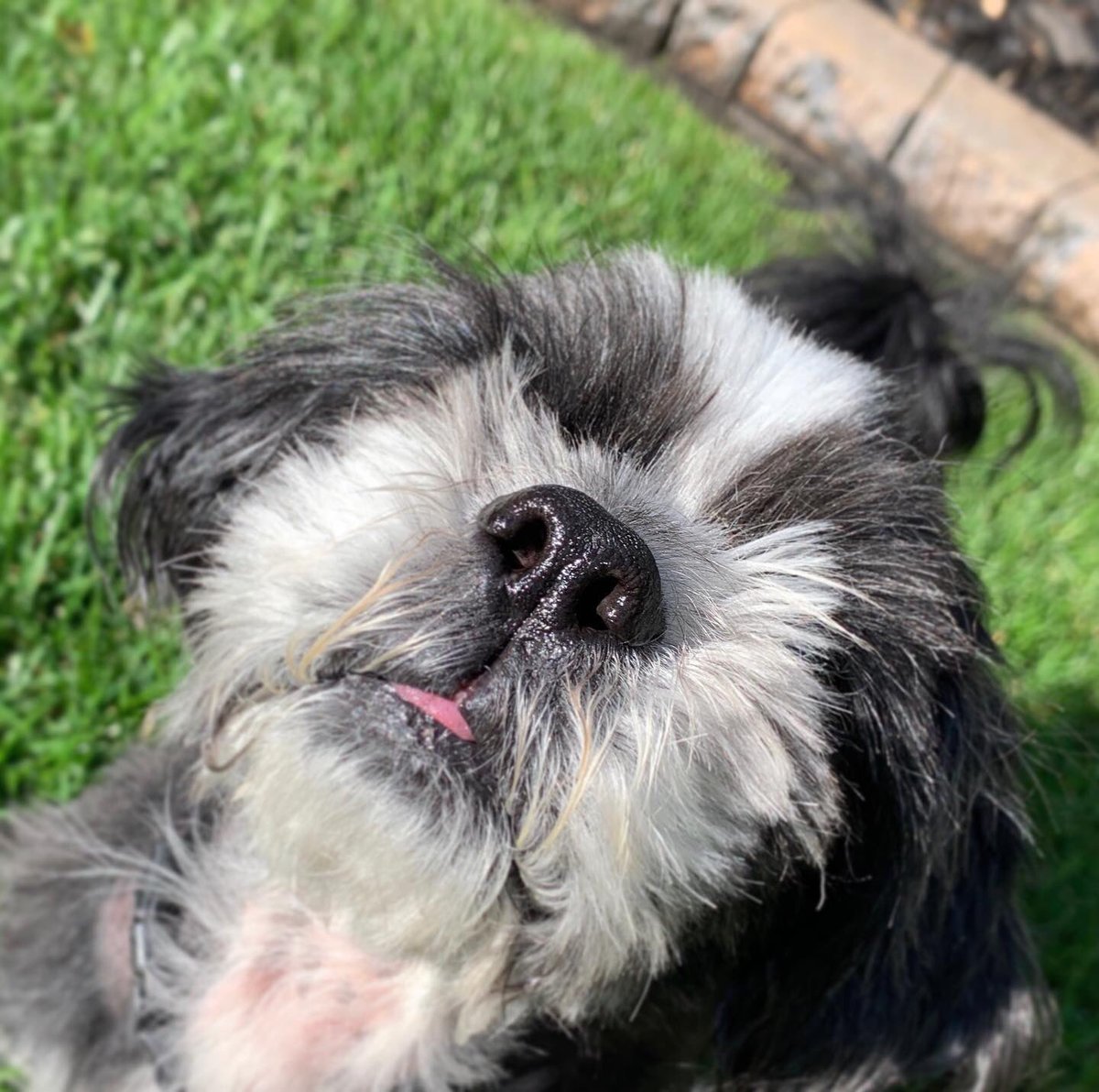 Red Deer PetFirstAid tweet media