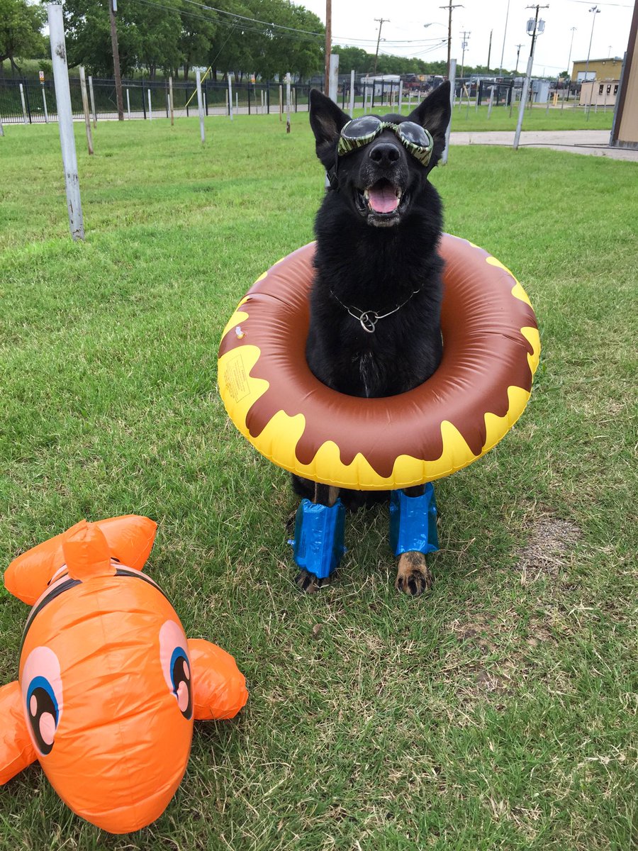 DPDCommunityAffairs tweet media