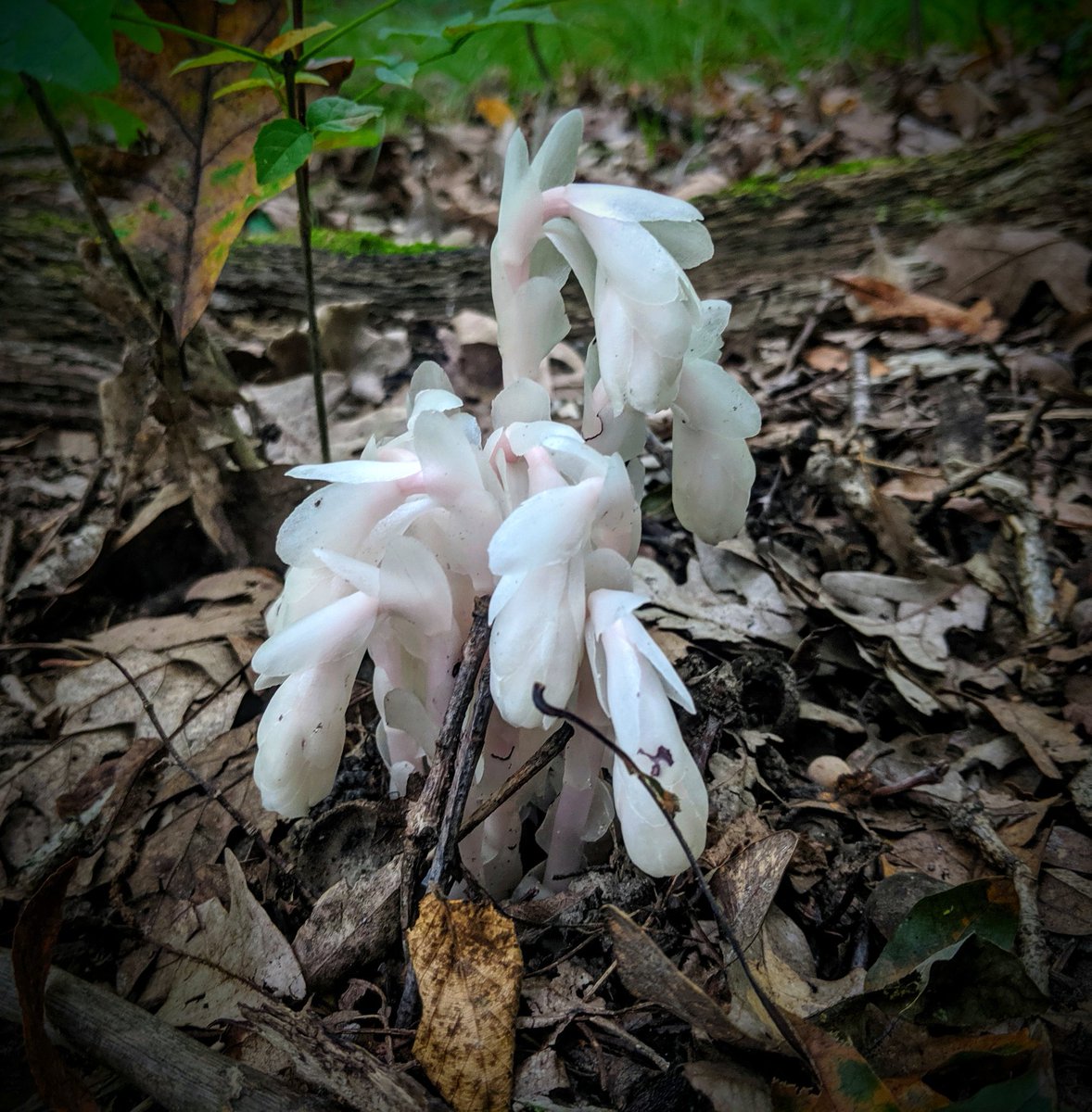 sci_punk's tweet photo. The elusive ghost pipe (𝘔𝘰𝘯𝘰𝘵𝘳𝘰𝘱𝘢 𝘶𝘯𝘪𝘧𝘭𝘰𝘳𝘢) can only be seen in bloom. It parasitizes soil fungi that are symbiotic with tree roots. https://t.co/ZBaNqXd6gH