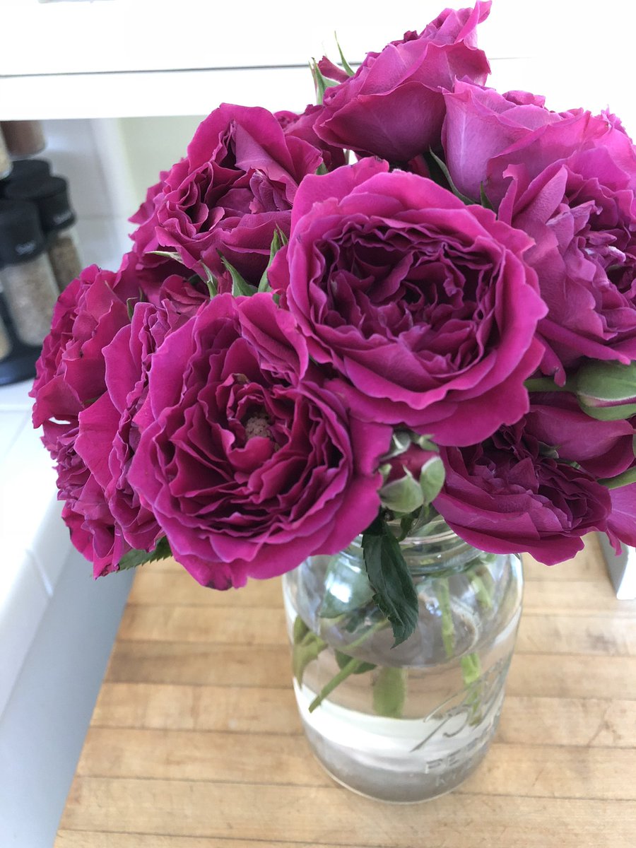 CreatedByKel_'s tweet photo. English baby roses are like... ridiculous. https://t.co/PAnJmOxw0Z