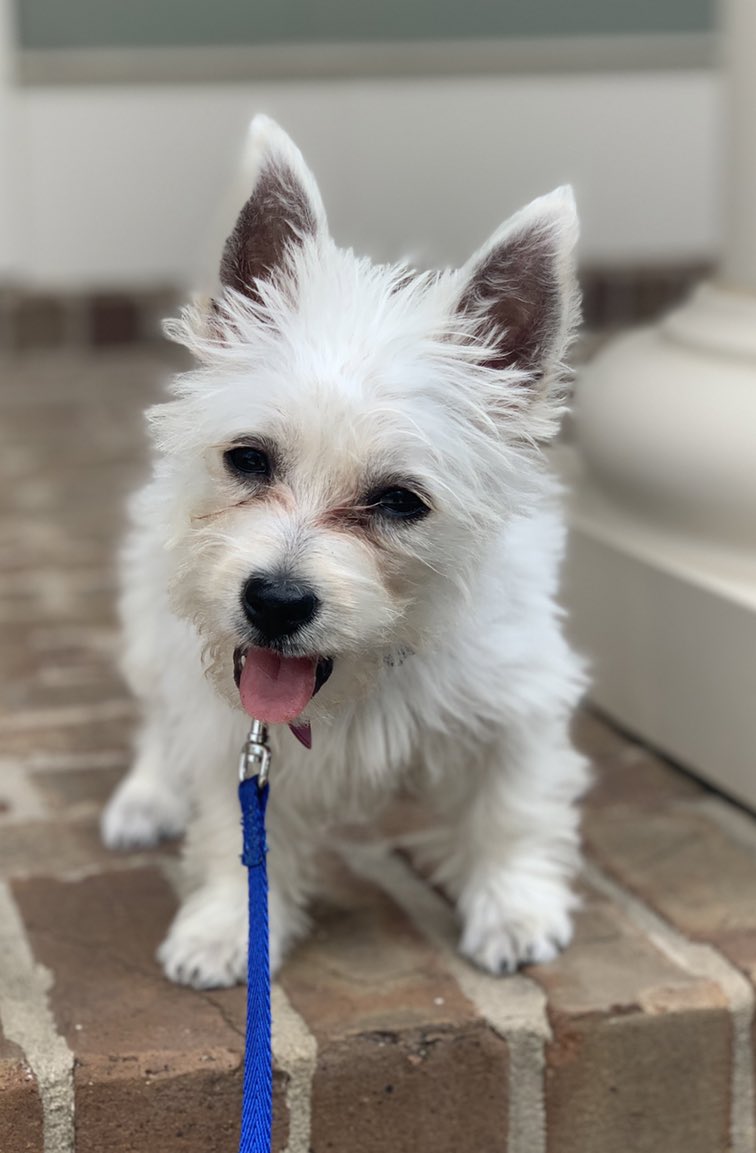 ericajhan's tweet photo. @EmoryHospMed @AtlAlia @Annie_Massart_ @EmoryDeptofMed This is Lucy! https://t.co/lc73mmZzlN