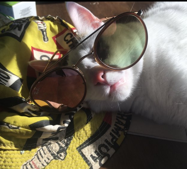Jamorrison_'s tweet photo. Happy #NationalDogDay2019 and yes #nibblet thinks heโs a dog !! https://t.co/y3qn0LkvZ9