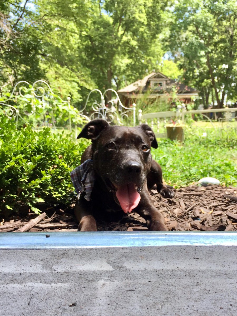lawrencelibrary's tweet photo. "Like the woman she rescued, Luna is incredibly stubborn, will eat anything, and is capable of shockingly long naps." - Kate G, Info Services

#InternationalDogDay #LFKpets #LPLdogs https://t.co/dlaG494mto