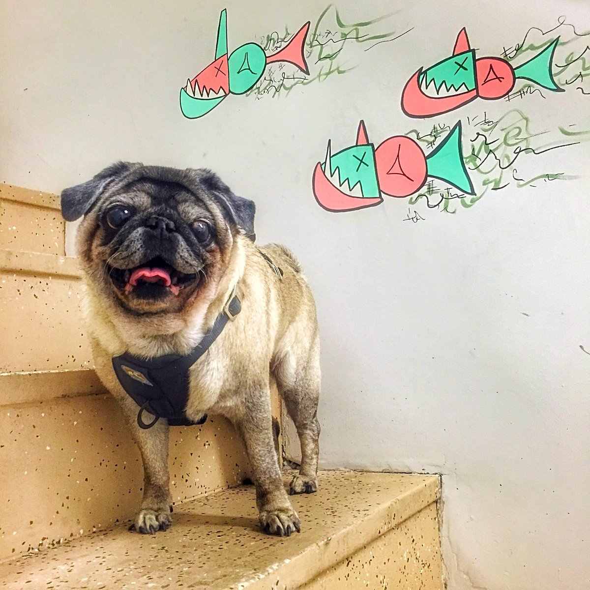 rilesgolfpro's tweet photo. How I miss this baby 😩 #NationalDogDay #InternationalDogDay #Pug @pugsofinstagram @Ad_Girly https://t.co/LPOtuNwxbd