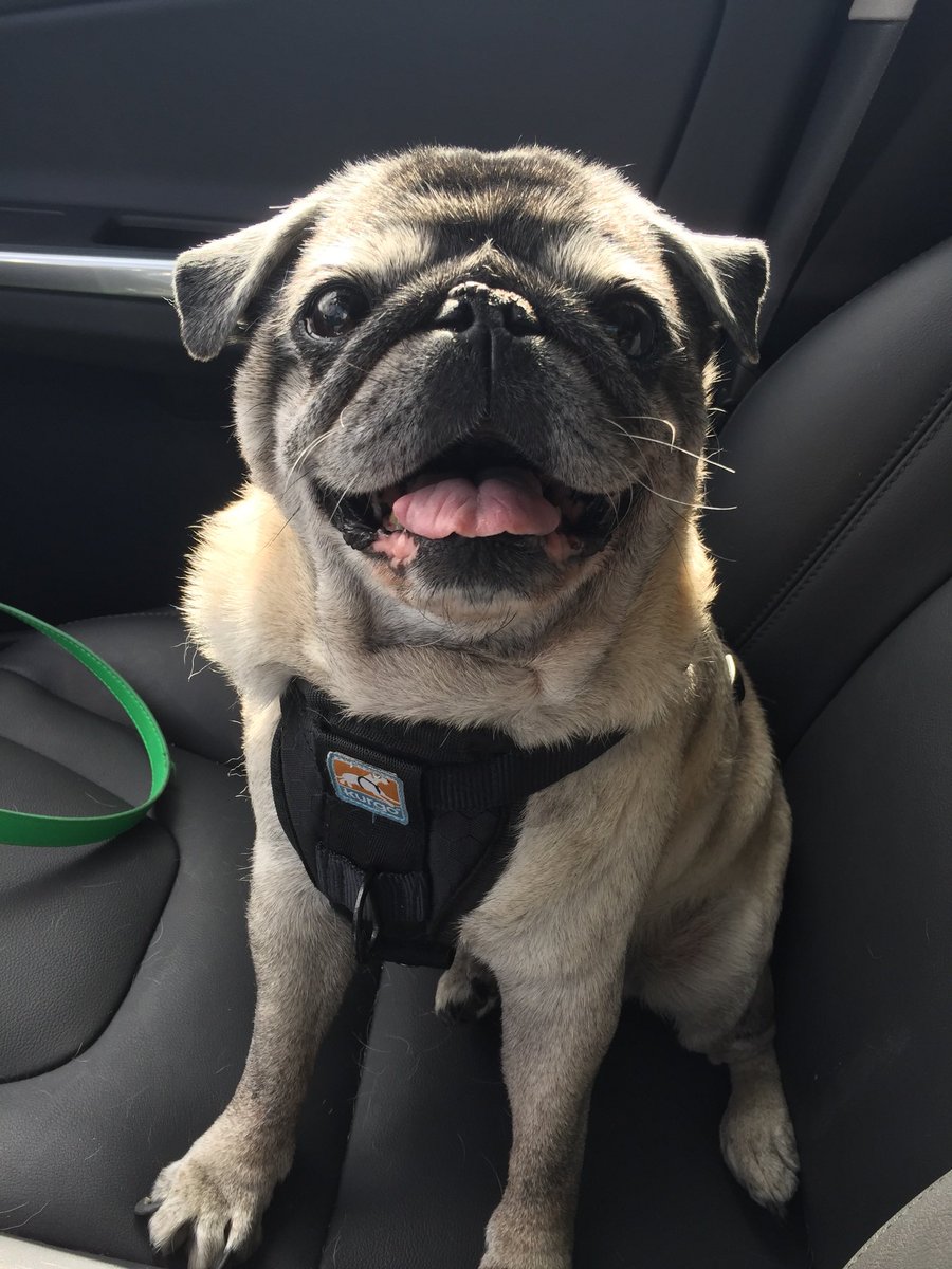 rilesgolfpro's tweet photo. How I miss this baby 😩 #NationalDogDay #InternationalDogDay #Pug @pugsofinstagram @Ad_Girly https://t.co/LPOtuNwxbd