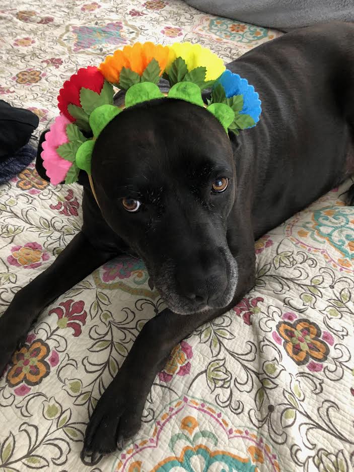 lawrencelibrary's tweet photo. "My name is George and I'm the best! When I'm not busy protecting my family, I like to stand wherever you're about to step, eat yogurt and slow dance."

George lives with Info Services Assistant Molly! 

#InternationalDogDay #LFKpets #LPLdogs https://t.co/8L1p2myDIZ