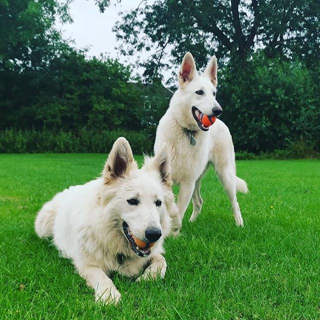 WolfAthos's tweet photo. Our lovely dogs - Happy dog day!
. 
A dog is friend when no one is
And friend will stay no matter what
Is there for you without a reason
But you're its reason from the start https://t.co/Ci395JuyAp https://t.co/JciVkPUNr4