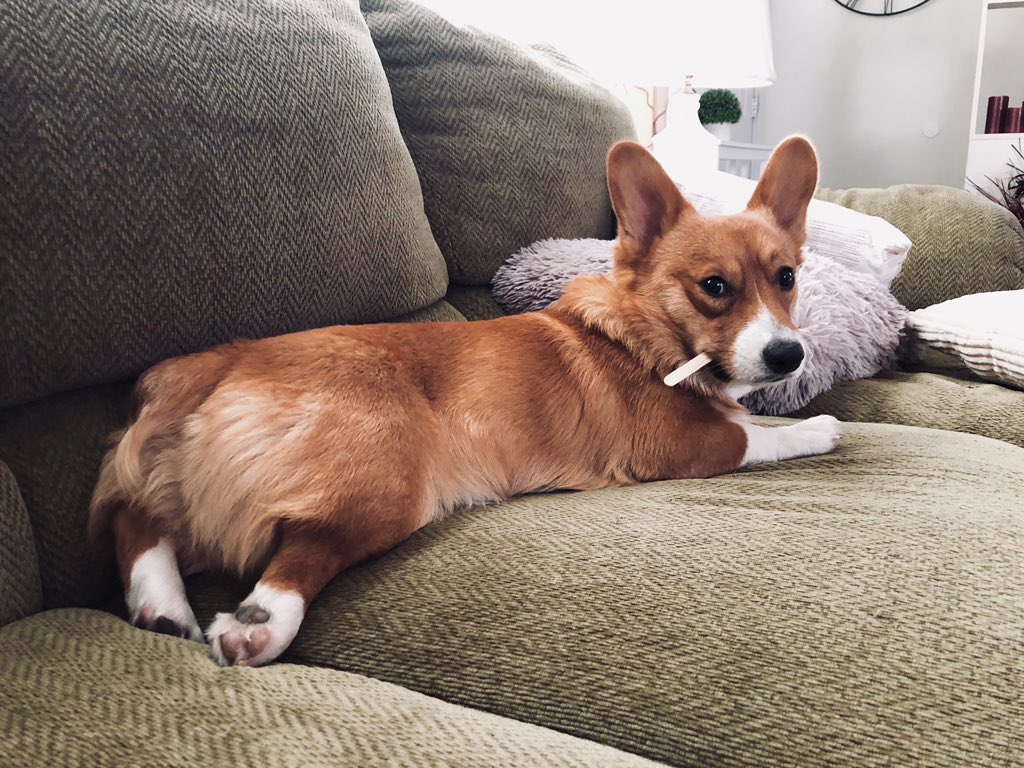 hnmurari's tweet photo. @dog_rates https://t.co/47VSvHymJ4
