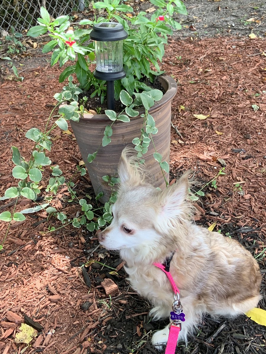 About me: Happy National Dog Day to my bestie, Rudy. Today he’s wearing his special occasion collar, enjoyed a delicious morning coffee, and napped in the sun all afternoon. https://t.co/hOMgkIm0sw