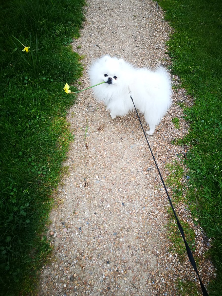 PaideiaPanda's tweet photo. @MichelleObama gorgeous beasts! but i'd like to make a bid for the fluffiest of all 😇 #NationalDogDay https://t.co/Ort1F8Jafq
