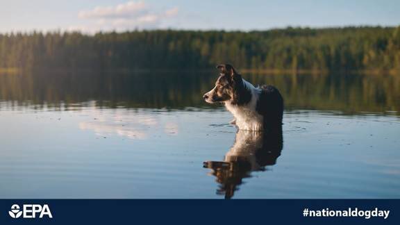 EPA's tweet photo. Happy #NationalDogDay! Remember to look out for your pooch when playing or drinking from outdoor water sources. Toxic algae can sicken people but it is especially harmful to animals. Learn more about protecting your pooch: https://t.co/3Q0Ni6GJZm https://t.co/Z83xKxWEB4