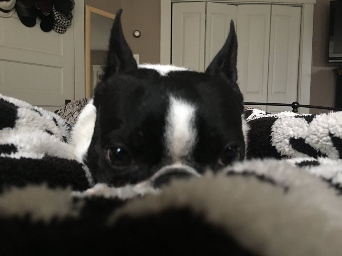 talenttapstaff's tweet photo. Miss Bessie Bat Ears is just the best office buddy and company ambassador you can ever ask for! #nationaldogday #coworkingcanine #officedogs https://t.co/L7Ocumh42d