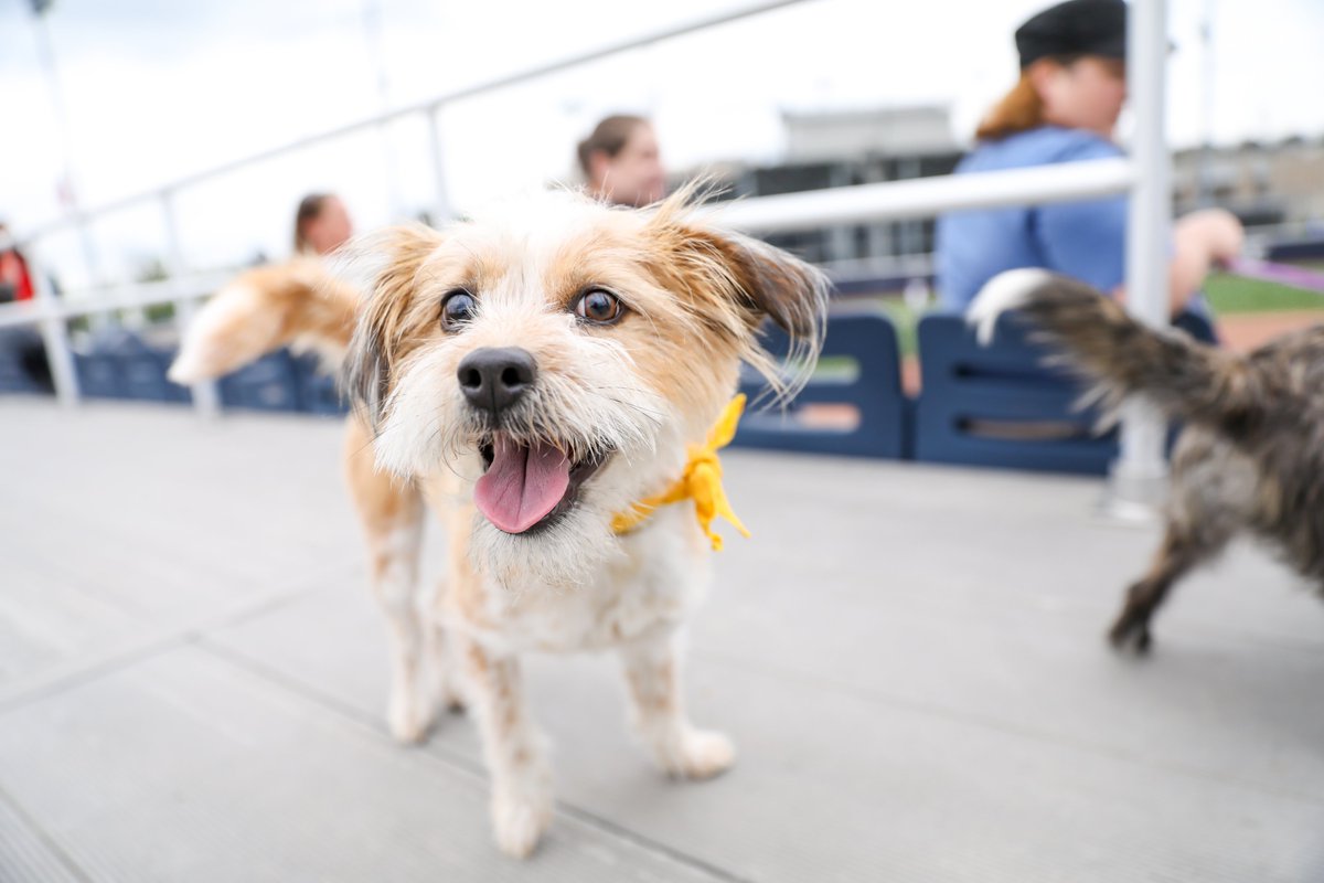 Pitt_SB's tweet photo. Reminiscing back to our first annual Bark in the Park on #NationalDogDay
Can't wait to have these pups back at our place next season!
#Focus412 | #H2P https://t.co/OKARB8MmPT