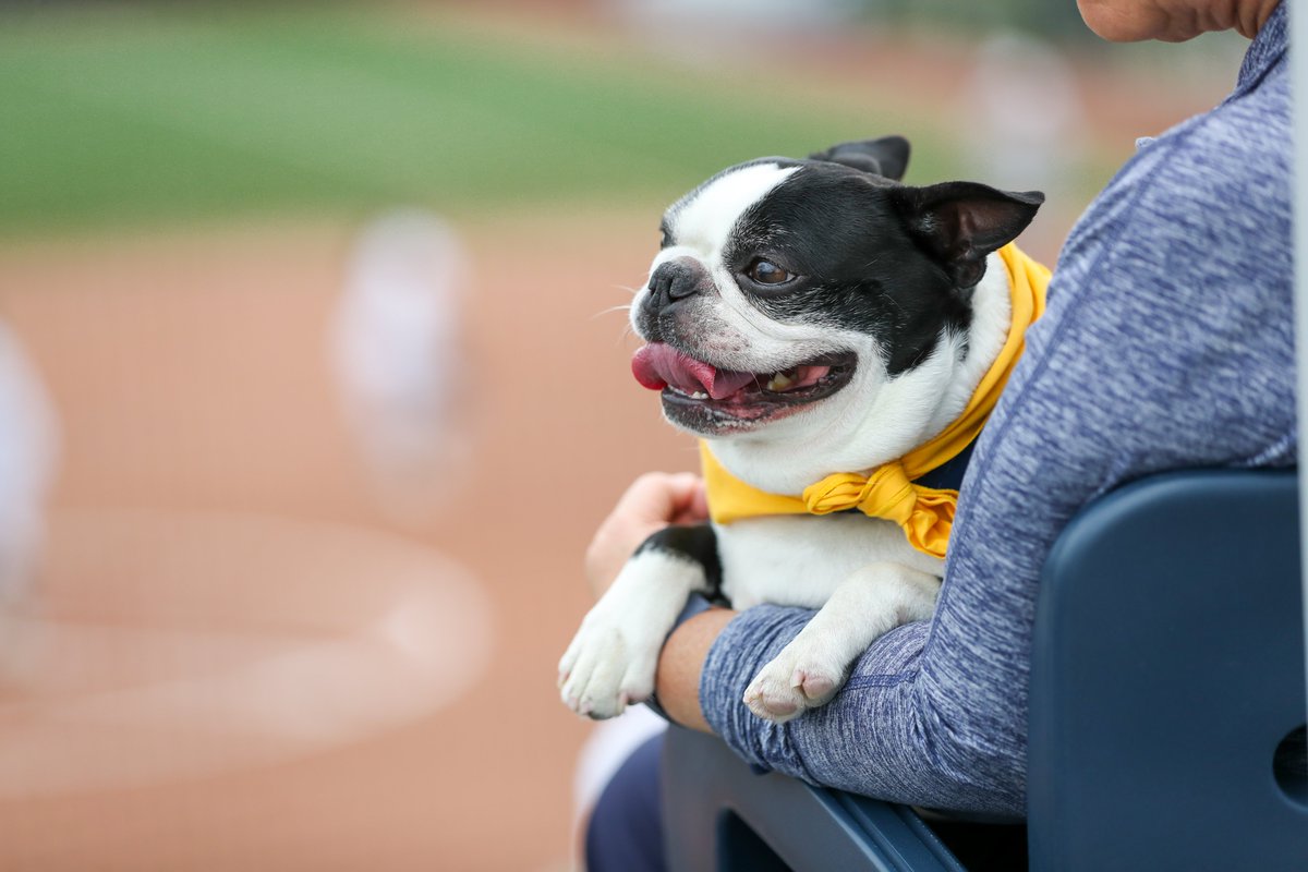 Pitt_SB's tweet photo. Reminiscing back to our first annual Bark in the Park on #NationalDogDay
Can't wait to have these pups back at our place next season!
#Focus412 | #H2P https://t.co/OKARB8MmPT
