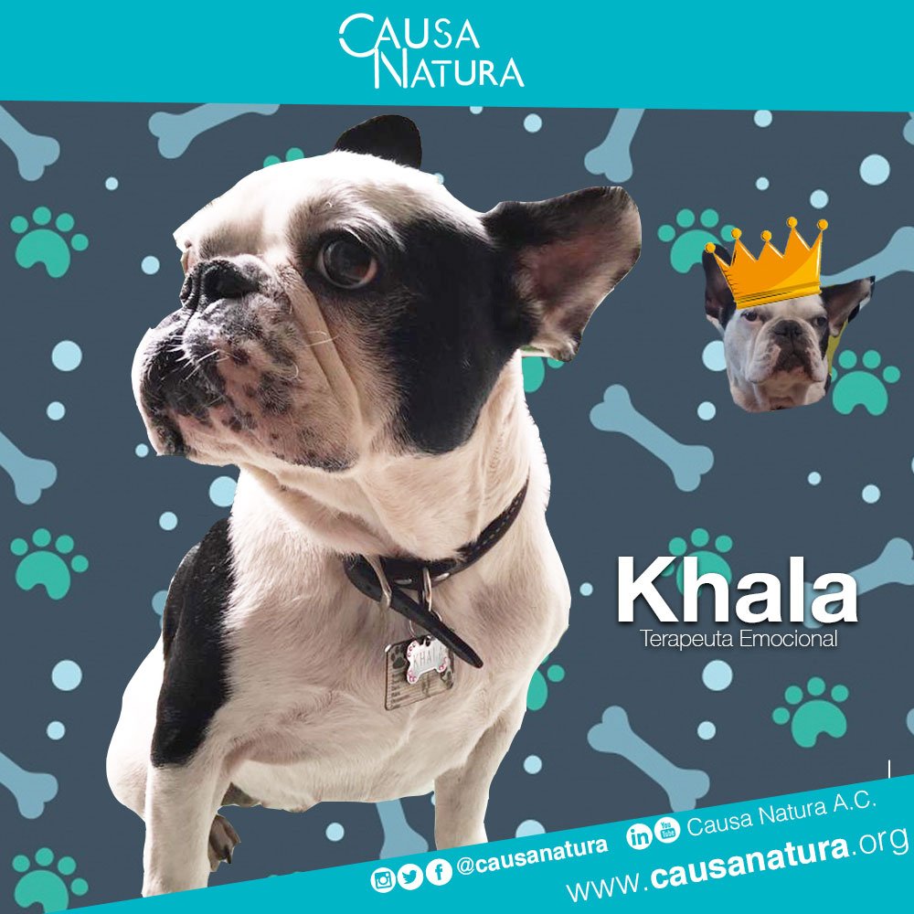 CausaNatura's tweet photo. Hoy en el #InternationalDogDay queremos felicitar a nuestra colaboradora #Khala.
#TeamCN #ÚneteaLaCausa https://t.co/hKgt6H1Eov