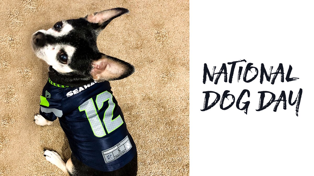 seahawks dog gear