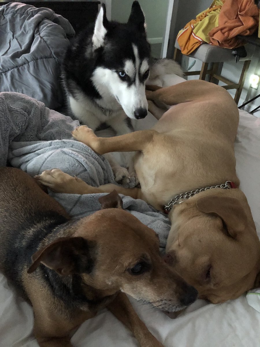 AndrewIsler's tweet photo. #InternationalDogDay #howardisthedog #pennyisthepup #kodaisthehusky #thegreatlife https://t.co/8F7r6xBhHE