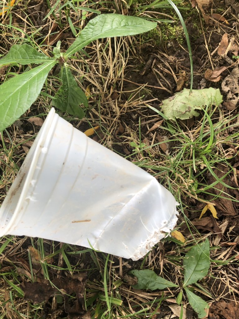 Borikenophis's tweet photo. I placed pitfall traps at SLU’s Reis Bio Station. Went to check them, and got some intense demonic intrusion...clearly I am being sabotaged by a cheap and lazy insectivorous animal. My money is on a possum, whom is probably high on propylene glycol @SLUResearch #FowlerFinnLab https://t.co/ZBk4SVtriU