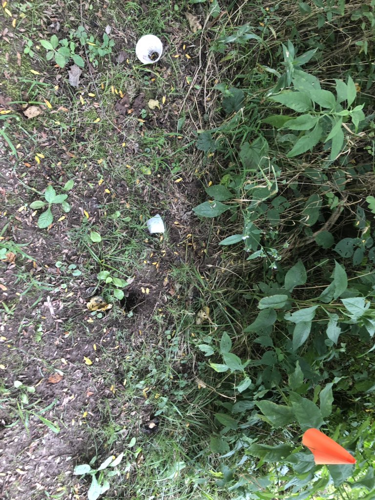 Borikenophis's tweet photo. I placed pitfall traps at SLU’s Reis Bio Station. Went to check them, and got some intense demonic intrusion...clearly I am being sabotaged by a cheap and lazy insectivorous animal. My money is on a possum, whom is probably high on propylene glycol @SLUResearch #FowlerFinnLab https://t.co/ZBk4SVtriU