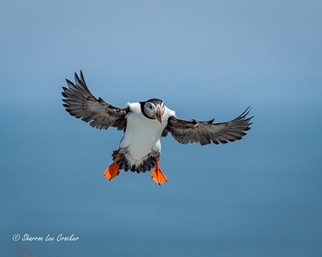 SharronCrocker's tweet photo. Coming in for a landing! #DevelopPhotoWeek #SonyAlpha @DevelopPhotoWeek #DevelopPhotoWeekMoves https://t.co/3RJtHQawYY https://t.co/OmF9HKLx7P