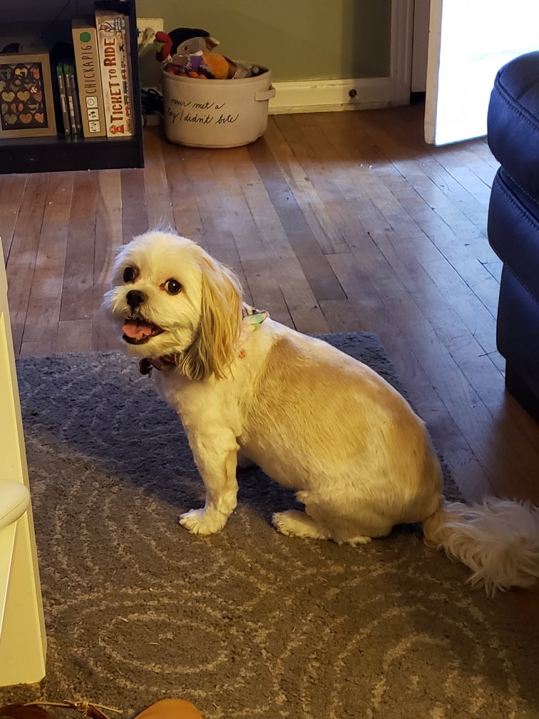 zoerin's tweet photo. @dog_rates Sasha living her best life. https://t.co/0GF30afk4f