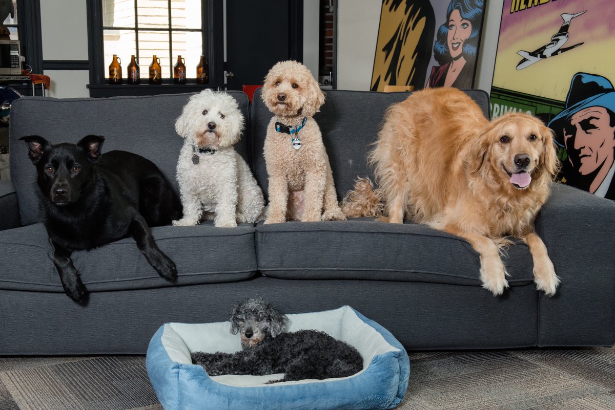 7SimpleMachines's tweet photo. Happy #InternationalDogDay2019!! The #dogsof7SM are the best 🐶🐕🐩💞 

#dogsoftwitter #dogstagram #dogsarelove #therapydogs #Team7SM #thankyou #bestdogever #officedogs #ballard #seattle https://t.co/yyxyDEux1o
