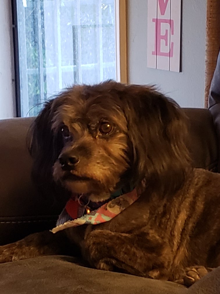 zoerin's tweet photo. @dog_rates Tuk being the cutest ever 🐶 https://t.co/e8peA70WTR