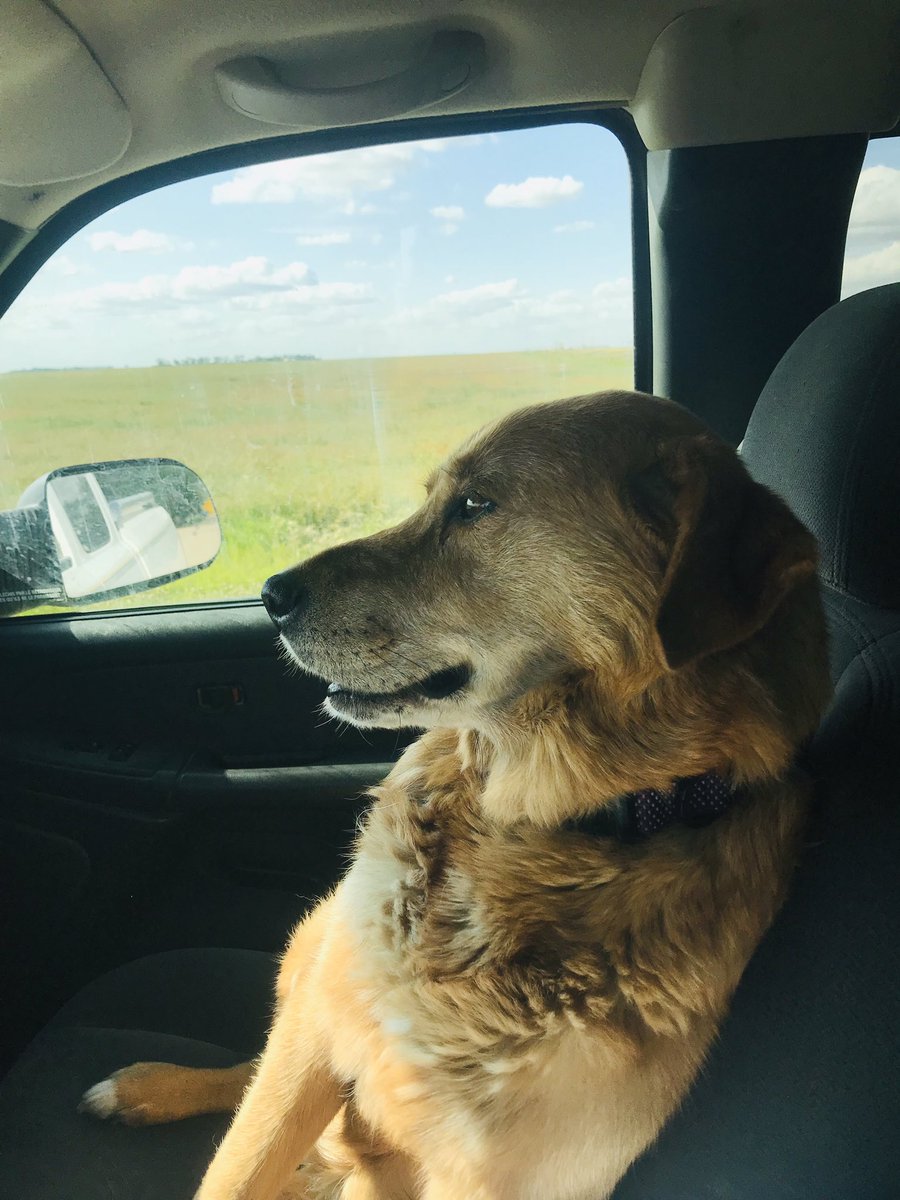 jmills_44's tweet photo. Sugar doing what every good farm dog does #copiloting #NationalDogDay2019 #FarmDogOfTheYear https://t.co/hD2x5shi8j