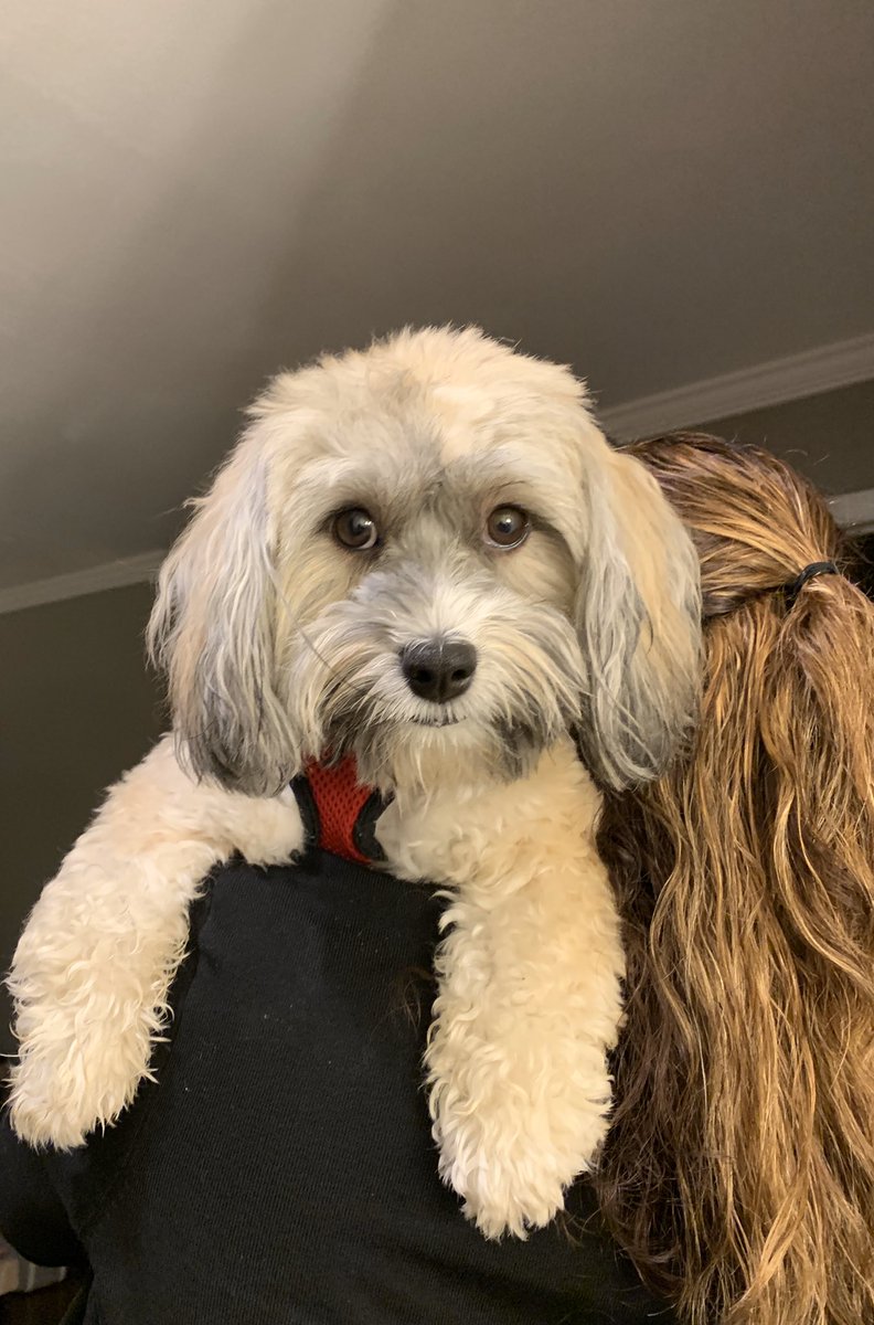 james_digangi's tweet photo. #InternationalDogDay #NationalDogDay2019 #nationaldogday #havanese https://t.co/ipkULkCK2g
