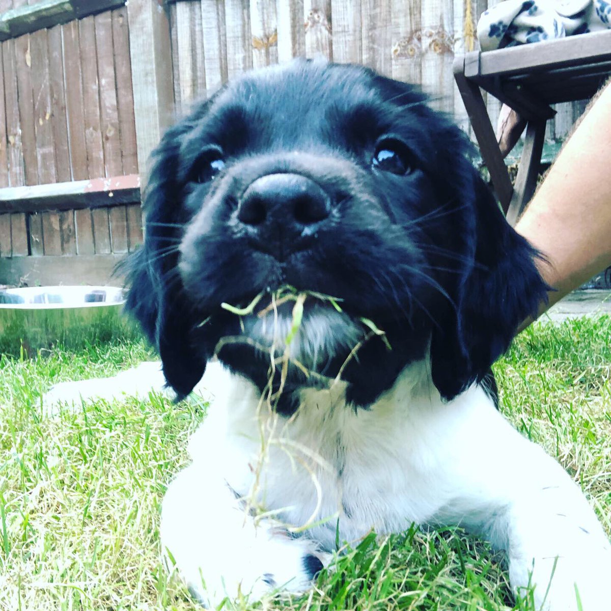 james_bouge's tweet photo. New addition to the team. #InternationalDogDay2019 #puppy #gorgeous #springerspaniel #groundsdog https://t.co/SDbaakSMox