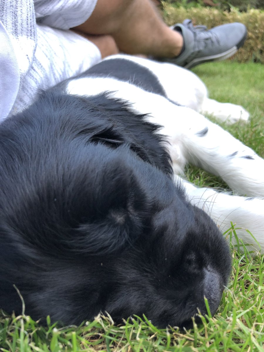 james_bouge's tweet photo. New addition to the team. #InternationalDogDay2019 #puppy #gorgeous #springerspaniel #groundsdog https://t.co/SDbaakSMox