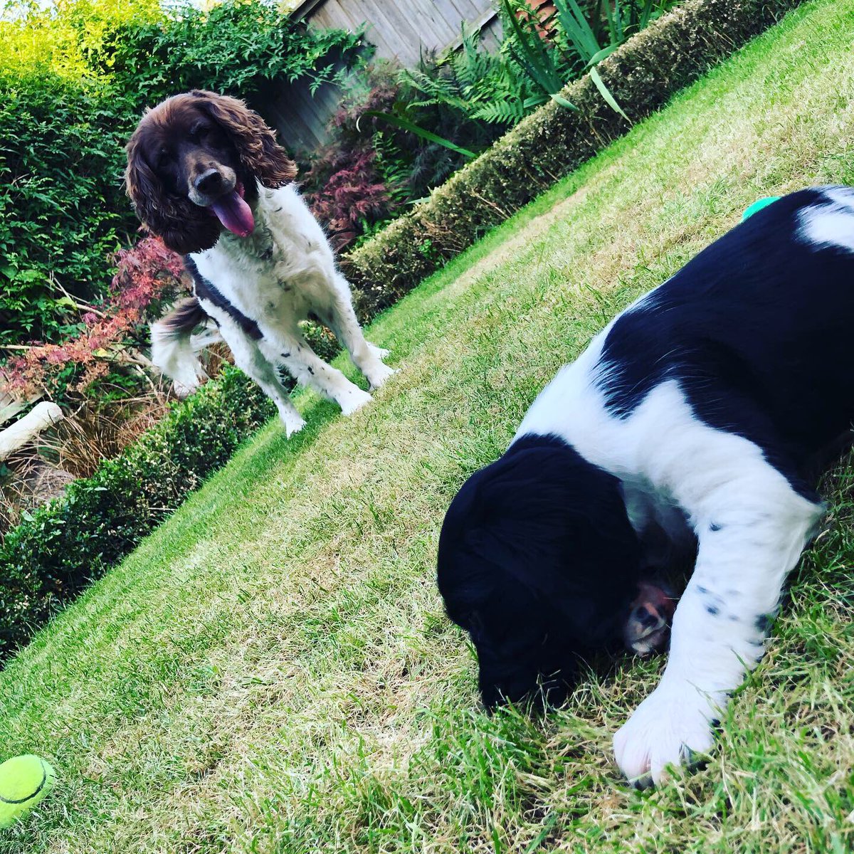 james_bouge's tweet photo. New addition to the team. #InternationalDogDay2019 #puppy #gorgeous #springerspaniel #groundsdog https://t.co/SDbaakSMox