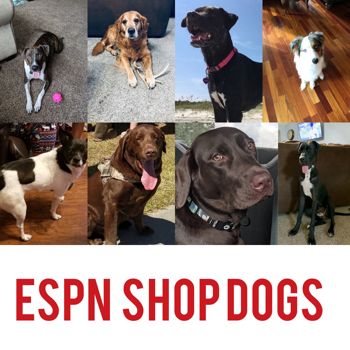 ESPNCoastal's tweet photo. From our TEAM to you 💯

Happy National Dog Day 🇺🇸

Top: Brooklyn, Ruger, Sasha and Hux Bottom: Dixie, Talki, Fotina and Dutchess 
#ESPNShopDog #NationalDogDay2019 https://t.co/5y1OtmKRhP